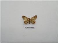 藏品(尺蛾178)的圖片